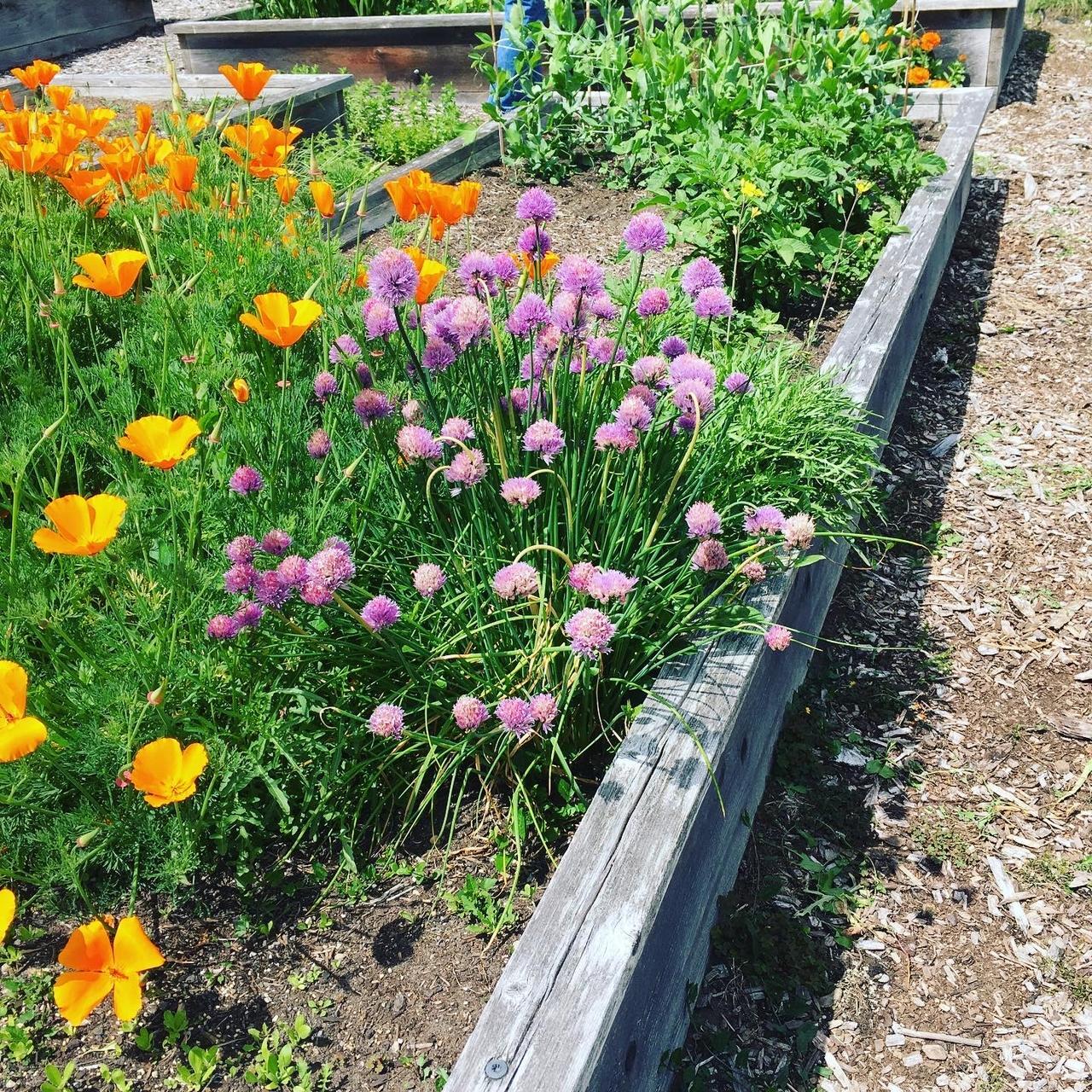Orange poppies and purple chives contrast sharply in a raised gardening bed.